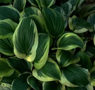 Mit ültessek a ház elé? Mit ültessek a ház elé?