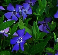 Mit ültessek árnyékos helyre? Mit ültessek árnyékos helyre?