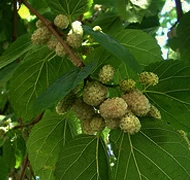 Mit ültessek kutyabarát kertbe? Mit ültessek kutyabarát kertbe?