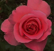 Mit ültessek nyáron? Mit ültessek nyáron?