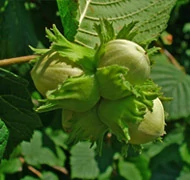 Törökmogyoró Törökmogyoró