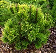 Törpefenyő Törpefenyő