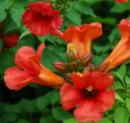 Trombitafolyondár fajták Trombitafolyondár fajták