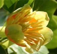 Tulipánfa Tulipánfa