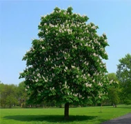 Vadgesztenye Vadgesztenye