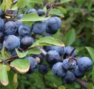 Vadgyümölcsök Vadgyümölcsök