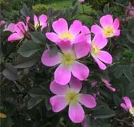 Különleges, vadrózsa