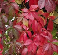 Vadszőlő fajták Vadszőlő fajták