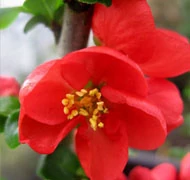 Virágával díszítő cserjék Virágával díszítő cserjék