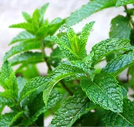 Zöldfűszerek - Fűszernövények