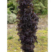 Különleges növények Különleges növények