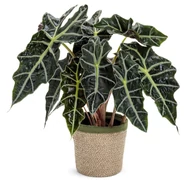 Szobanövények Szobanövények