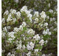 Mit ültessek napos helyre? Mit ültessek napos helyre?