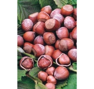 Magastörzsű mogyoró