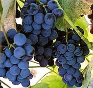 Magnélküli fajták