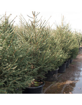 Lucfenyő karácsonyfa - Picea abies (konténeres)