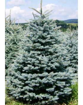 Ezüstfenyő karácsonyfa - Picea pungens 'Glauca' (vágott)