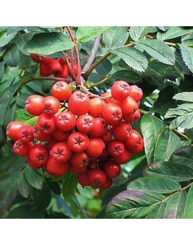 Berkenye Facsemete Vasarlas A Megyeri Kerteszetben