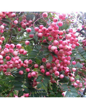 Berkenye Facsemete Vasarlas A Megyeri Kerteszetben