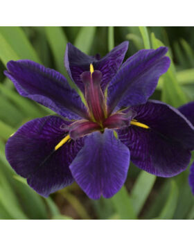 Iris louisiana 'Black Gamecock' – Nőszirom