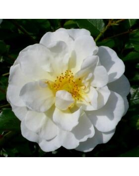 Rosa 'Magic Blanket' - fehér - talajtakaró rózsa