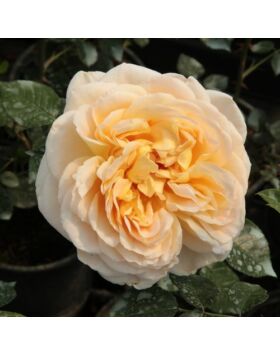 Rosa 'Felidaé™' - sárga - nosztalgia rózsa