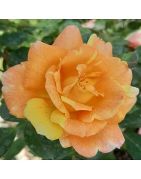 Rosa 'Vizantina™' - narancssárga - fehér - virágágyi floribunda rózsa