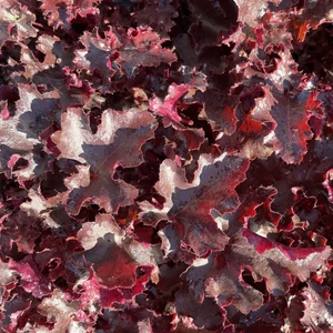 Heuchera 'Black Beauty' - Tűzeső