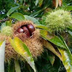 Castanea sativa 'Marigoule' – Szelídgesztenye Castanea sativa 'Marigoule' – Szelídgesztenye