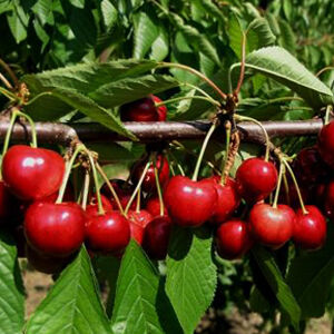 Édes és zamatos érett cseresznye termések