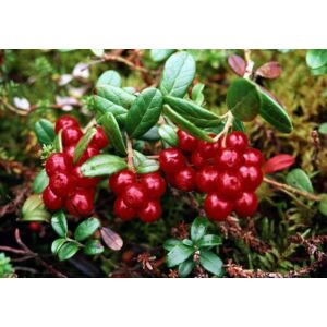 Vaccinium vitis-idaea ’Miss Cherry’ - Vörös áfonya