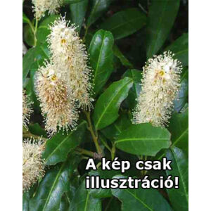 Prunus laurocerasus 'Hagar®' – Babérmeggy