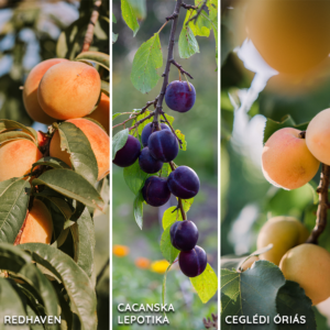 Kombinált gyümölcsfa: Ceglédi óriás + Redhaven + Cacanska Lepotika