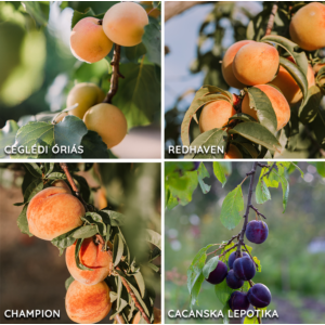 Kombinált gyümölcsfa: Champion + Ceglédi óriás + Redhaven + Cacanska Lepotika