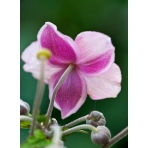 Anemone tomentosa (vitifolia) 'Robustissima' - Szőlőlevelű szellőrózsa (Nepáli szellőrózsa)  (14-es cserépben)