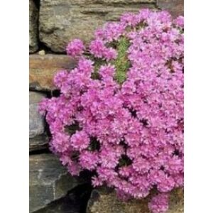 Armeria juniperifolia 'Bevan's Variety' - Borókalevelű pázsitszegfű (rózsaszín)