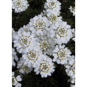 Iberis sempervirens 'Appen Etz' - Örökzöld tatárvirág (fehér)