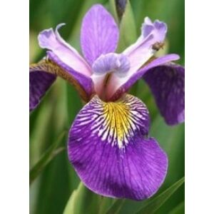 Iris pseudacorus 'Holden's Child' - Mocsári nőszirom (lilásibolya)