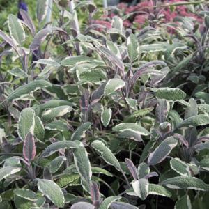 Salvia officinalis 'Tricolor' - Orvosi zsálya