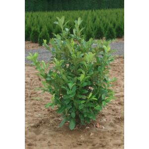 Prunus laurocerasus ’Rotundifolia’ - Rotundifolia babérmeggy