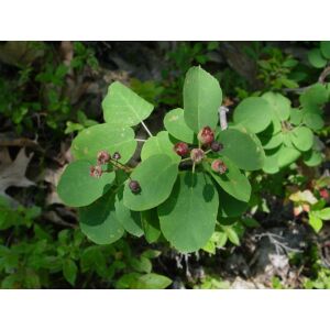 Amelanchier spicata - Fanyarka