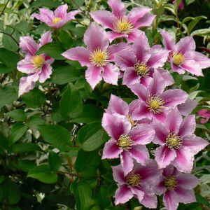 Clematis 'Pilu' – Iszalag (lila, rózsaszín csíkos virágú)