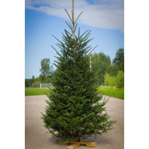 Lucfenyő karácsonyfa - Picea abies (vágott)