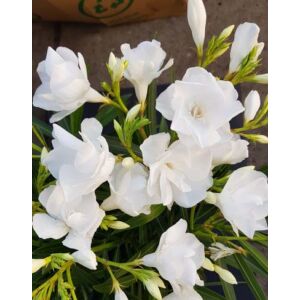 Nerium oleander 'Hókirály' – Telt virágú leander