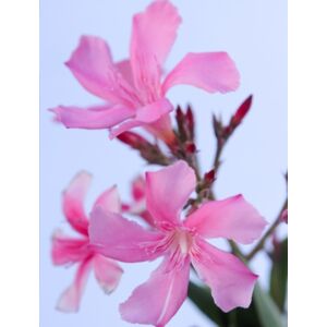 Nerium oleander - Rózsaszín, kis virágú leander