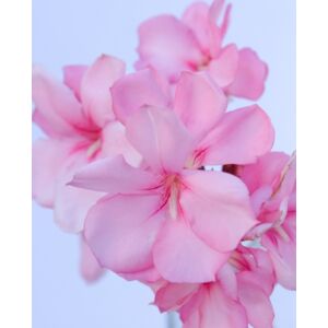 Nerium oleander – Halvány rózsaszín, piros szélű, fél-teltvirágú leander