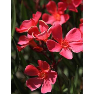 Nerium oleander - Téglavörös virágú leander