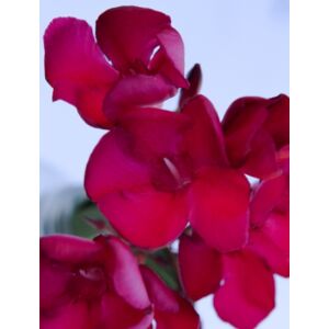 Nerium oleander 'Emile Saut' - Sötétpiros virágú leander