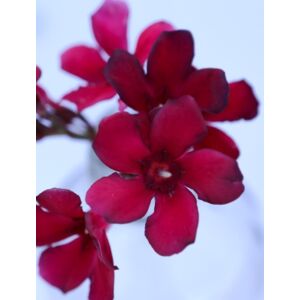 Nerium oleander 'Hamvadó parázs' - Mini, bordó virágú leander
