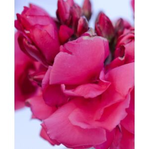 Nerium oleander - Meggyes rózsaszínű, teltvirágú leander